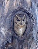 BIRD - OWL - COLLARED SCOPS OWL - GIR FOREST GUJARAT INDIA (3).JPG