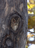 BIRD - OWL - COLLARED SCOPS OWL - GIR FOREST GUJARAT INDIA (6).JPG