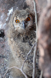 BIRD - OWL - EURASIAN OR INDIAN EAGLE OWL - GUJARAT INDIA (11).JPG