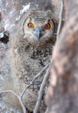 BIRD - OWL - EURASIAN OR INDIAN EAGLE OWL - GUJARAT INDIA (15).JPG