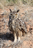 BIRD - OWL - EURASIAN OR INDIAN EAGLE OWL - LITTLE RANN OF KUTCH GUJARAT INDIA (14).JPG