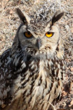BIRD - OWL - EURASIAN OR INDIAN EAGLE OWL - LITTLE RANN OF KUTCH GUJARAT INDIA (19).JPG