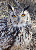 BIRD - OWL - EURASIAN OR INDIAN EAGLE OWL - LITTLE RANN OF KUTCH GUJARAT INDIA (28).JPG