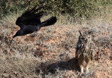 BIRD - OWL - EURASIAN OR INDIAN EAGLE OWL - LITTLE RANN OF KUTCH GUJARAT INDIA (8).JPG