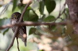 BIRD - OWL - JUNGLE OWLET - BANDHAVGAR NATIONAL PARK INDIA (4).JPG