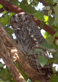 BIRD - OWL - MOTTLED WOOD OWL - BANDHAVGAR NATIONAL PARK INDIA (4).JPG