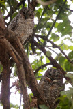 BIRD - OWL - MOTTLED WOOD OWL - BANDHAVGAR NATIONAL PARK INDIA (7).JPG