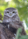 BIRD - OWL - SPOTTED OWLET -  LITTLE RANN OF KUTCH INDIA (11).JPG