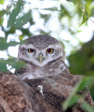 BIRD - OWL - SPOTTED OWLET -  LITTLE RANN OF KUTCH INDIA (16).JPG