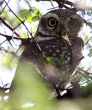 BIRD - OWL - SPOTTED OWLET - GIR FOREST GUJARAT INDIA (6).JPG