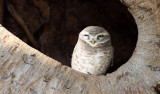 BIRD - OWL - SPOTTED OWLET - KANHA NATIONAL PARK INDIA (1).JPG
