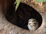 BIRD - OWL - SPOTTED OWLET - KANHA NATIONAL PARK INDIA (3).JPG