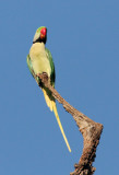 BIRD - PARAKEET - ALEXANDRINE PARAKEET - PSITTACULA EUPATRIA - KANHA NATIONAL PARK INDIA (1).JPG