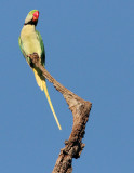 BIRD - PARAKEET - ALEXANDRINE PARAKEET - PSITTACULA EUPATRIA - KANHA NATIONAL PARK INDIA (4).JPG