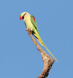 BIRD - PARAKEET - ALEXANDRINE PARAKEET - PSITTACULA EUPATRIA - KANHA NATIONAL PARK INDIA (8).JPG