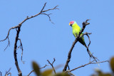 BIRD - PARAKEET - PLUMB-HEADED PARAKEET - BANDHAVGAR NATIONAL PARK INDIA (10).JPG