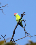 BIRD - PARAKEET - PLUMB-HEADED PARAKEET - BANDHAVGAR NATIONAL PARK INDIA (9).JPG