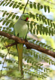 BIRD - PARAKEET - ROSE-RINGED PARAKEET - PSITTACULA KRAMERI - AHMEDABAD GUJARAT INDIA (3).JPG