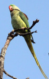 BIRD - PARAKEET - ROSE-WINGED PARAKEET - BANDHAVGAR NATIONAL PARK INDIA (1).JPG