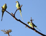BIRD - PARAKEET - ROSE-WINGED PARAKEET - GIR FOREST GUJARAT INDIA (8).JPG