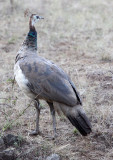 BIRD - PEAFOWL - INDIAN PEAFOWL - GIR FOREST GUJARAT INDIA (1).JPG