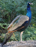 BIRD - PEAFOWL - INDIAN PEAFOWL - PAVO CRISTATUS - LITTLE RANN OF KUTCH GUJARAT INDIA (2).JPG