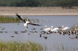 BIRD - PELICAN - GREAT WHITE PELICAN - BLACKBUCK NATIONAL PARK INDIA (14).JPG