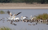 BIRD - PELICAN - GREAT WHITE PELICAN - BLACKBUCK NATIONAL PARK INDIA (18).JPG