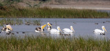 BIRD - PELICAN - GREAT WHITE PELICAN - BLACKBUCK NATIONAL PARK INDIA (26).JPG