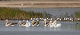 BIRD - PELICAN - GREAT WHITE PELICAN - BLACKBUCK NATIONAL PARK INDIA (38).JPG