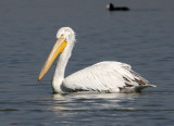BIRD - PELICAN - GREAT WHITE PELICAN - BLACKBUCK NATIONAL PARK INDIA (41).JPG