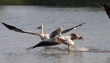 BIRD - PELICAN - GREAT WHITE PELICAN - BLACKBUCK NATIONAL PARK VELEVADAR INDIA (6).JPG
