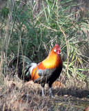 BIRD - RED JUNGLE FOWL - KANHA NATIONAL PARK INDIA (9).JPG