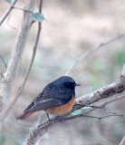 BIRD - REDSTART - BLACK REDSTART - PHOENICURUS OCHRUROS - CHAMBAL SANCTUARY INDIA (3).JPG