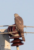 BIRD - SHIKRA - ACCIPITER BADIUS - LITTLE RANN OF KUTCH GUJARAT INDIA (5).JPG