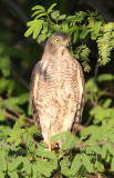 BIRD - SHIKRA - LITTLE RANN OF KUTCH GUJARAT INDIA (7).JPG