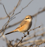 BIRD - SHRIKE - Isabelline Shrike - BLACKBUCK NATIONAL PARK INDIA (7).JPG