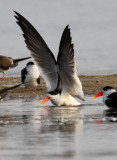 BIRD - SKIMMER - INDIAN SKIMMER - CHAMBAL SANCTUARY INDIA (46).JPG