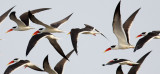 BIRD - SKIMMER - INDIAN SKIMMER - CHAMBAL SANCTUARY INDIA (66).JPG
