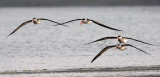 BIRD - SKIMMER - INDIAN SKIMMER - CHAMBAL SANCTUARY INDIA (82).JPG