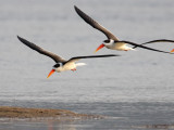 BIRD - SKIMMER - INDIAN SKIMMER - CHAMBAL SANCTUARY INDIA (87).JPG
