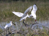 BIRD - SPOONBILL - EURASIAN SPOONBILL - LITTLE RANN OF KUTCH GUJARAT INDIA (44).JPG