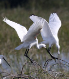 BIRD - SPOONBILL - EURASIAN SPOONBILL - LITTLE RANN OF KUTCH GUJARAT INDIA (49).JPG