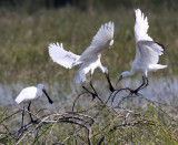 BIRD - SPOONBILL - EURASIAN SPOONBILL - LITTLE RANN OF KUTCH GUJARAT INDIA (54).JPG