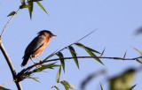 BIRD - STARLING - BRAHMINY STARLING - GIR FOREST GUJARAT INDIA (2).JPG