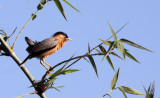 BIRD - STARLING - BRAHMINY STARLING - GIR FOREST GUJARAT INDIA (5).JPG