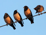BIRD - STARLING - ROSY STARLING - STURNUS ROSEUS -  LITTLE RANN OF KUTCH INDIA (4).JPG
