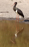 BIRD - STORK - BLACK STORK - BANDHAVGAR NATIONAL PARK INDIA (17).JPG