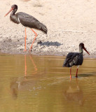 BIRD - STORK - BLACK STORK - BANDHAVGAR NATIONAL PARK INDIA (3).JPG