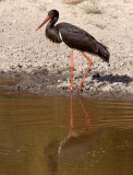 BIRD - STORK - BLACK STORK - BANDHAVGAR NATIONAL PARK INDIA (6).JPG